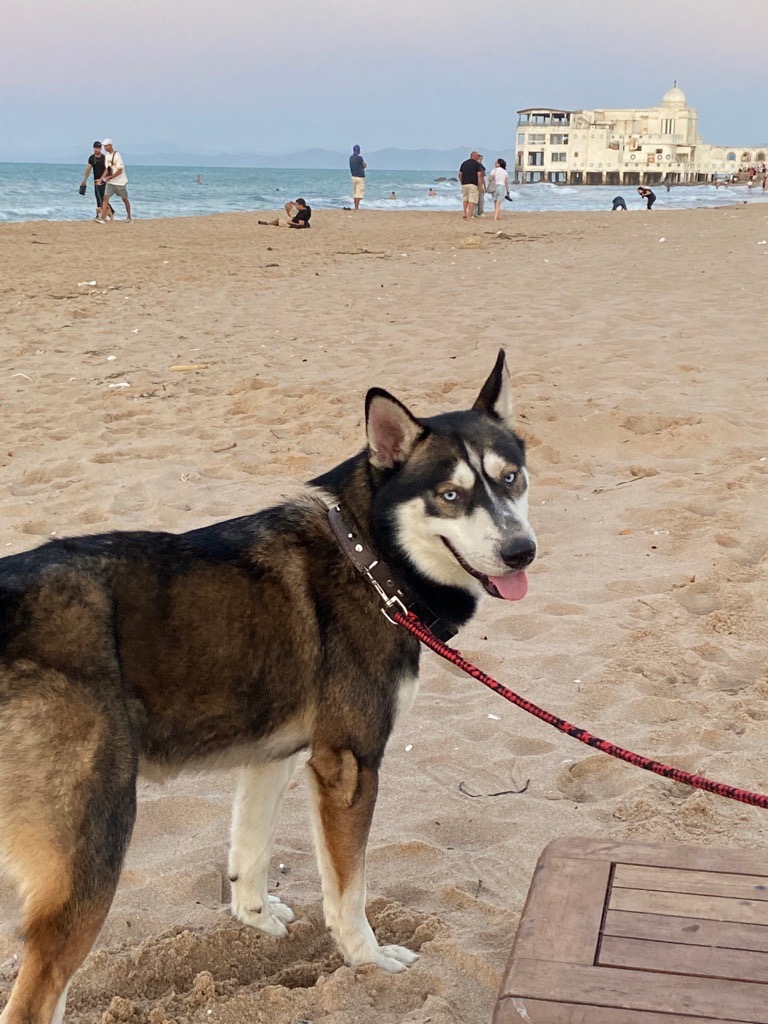 husky pour adoption
