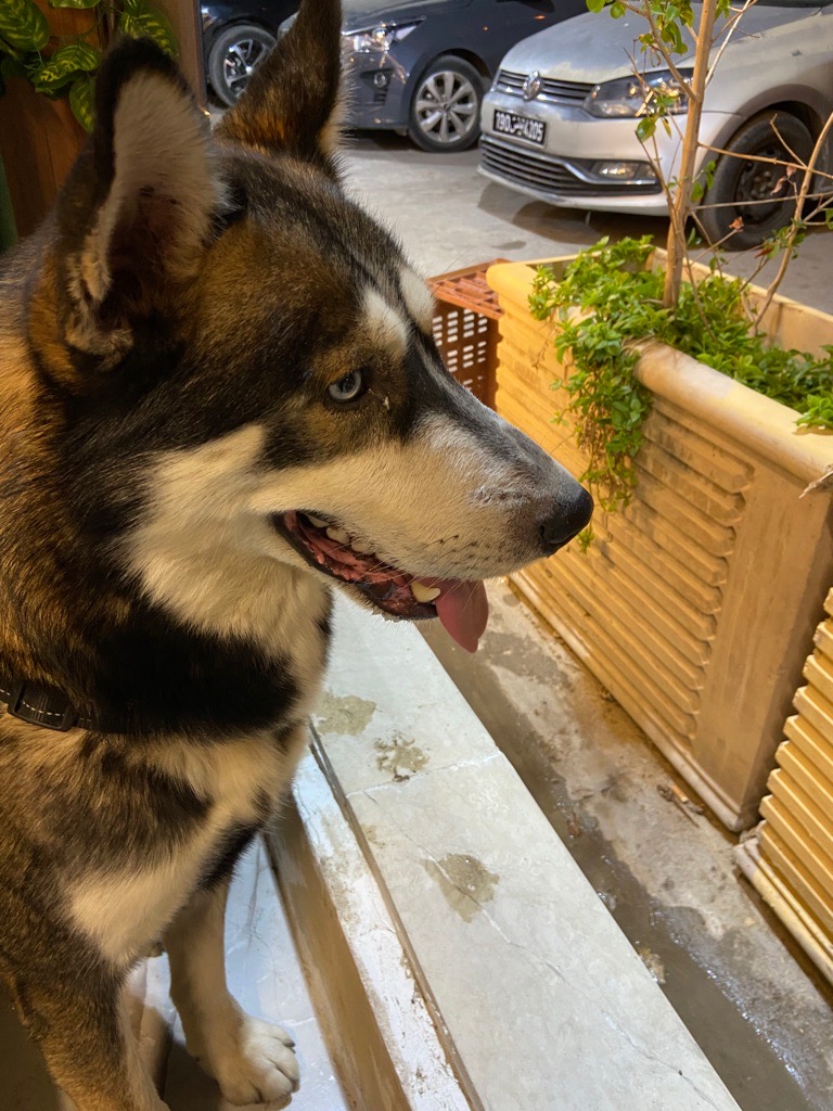 husky pour adoption