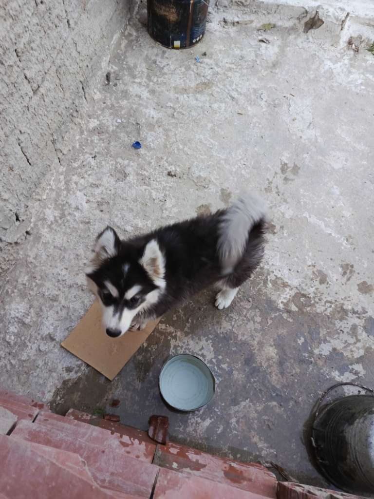 Femelle husky 