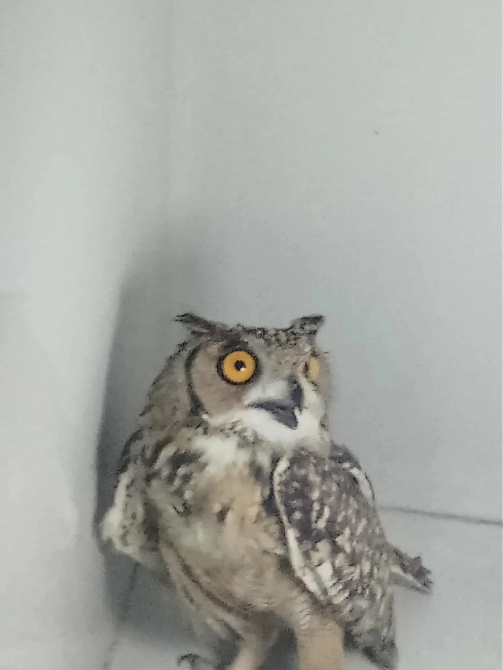 Hibou