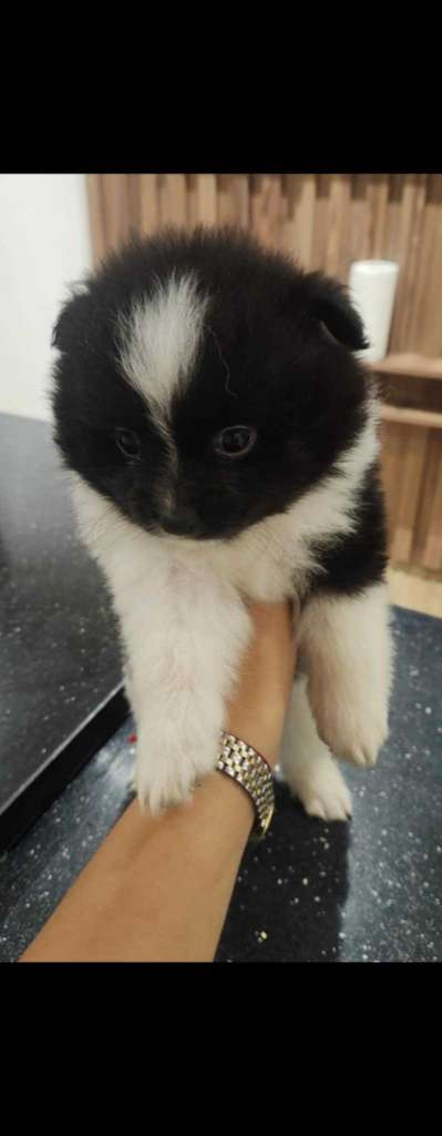 Spitz pomerania 