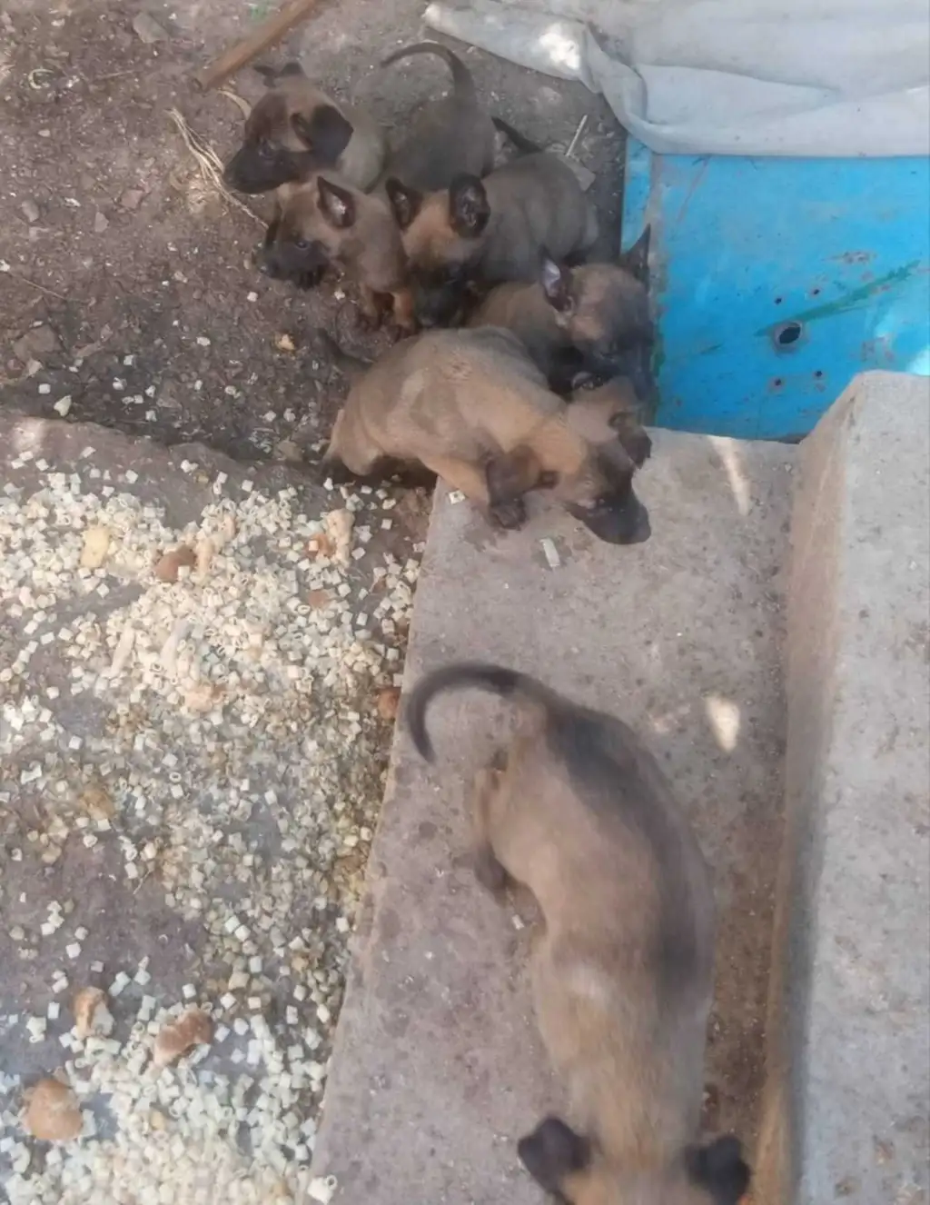 Malinois