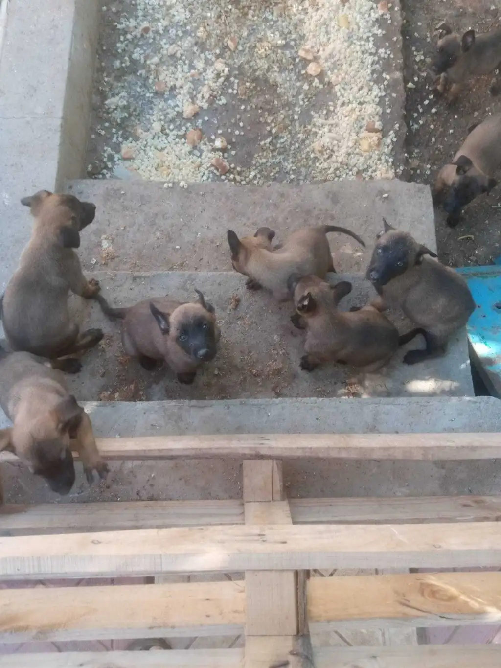 Malinois