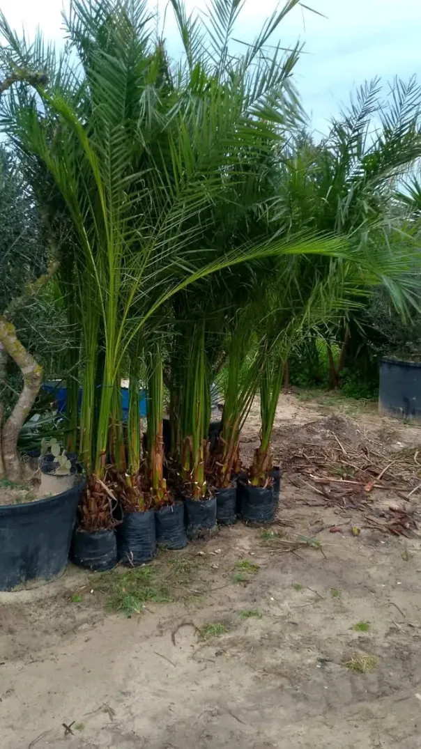 21.226.774  vente et pose gazon naturelle Tunisie 