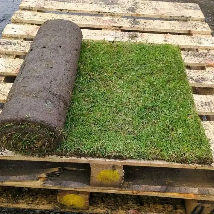 21.226.774  vente et pose gazon naturelle Tunisie 