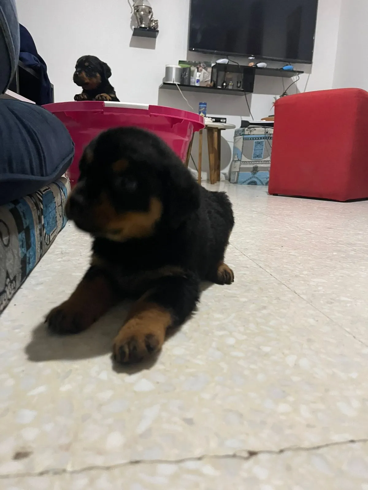 4 chiots rottweiler 