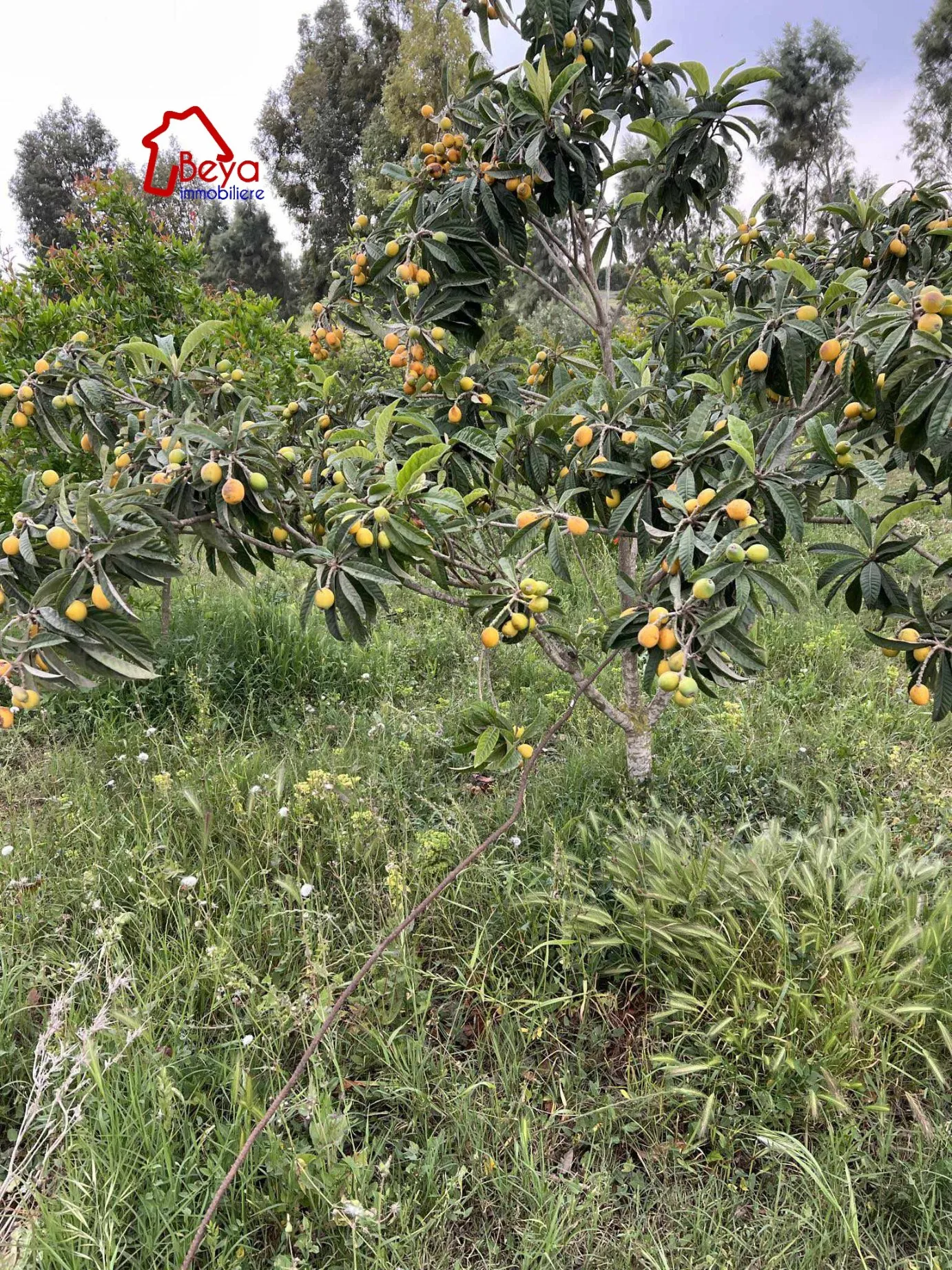 terrain MISKA VTN034