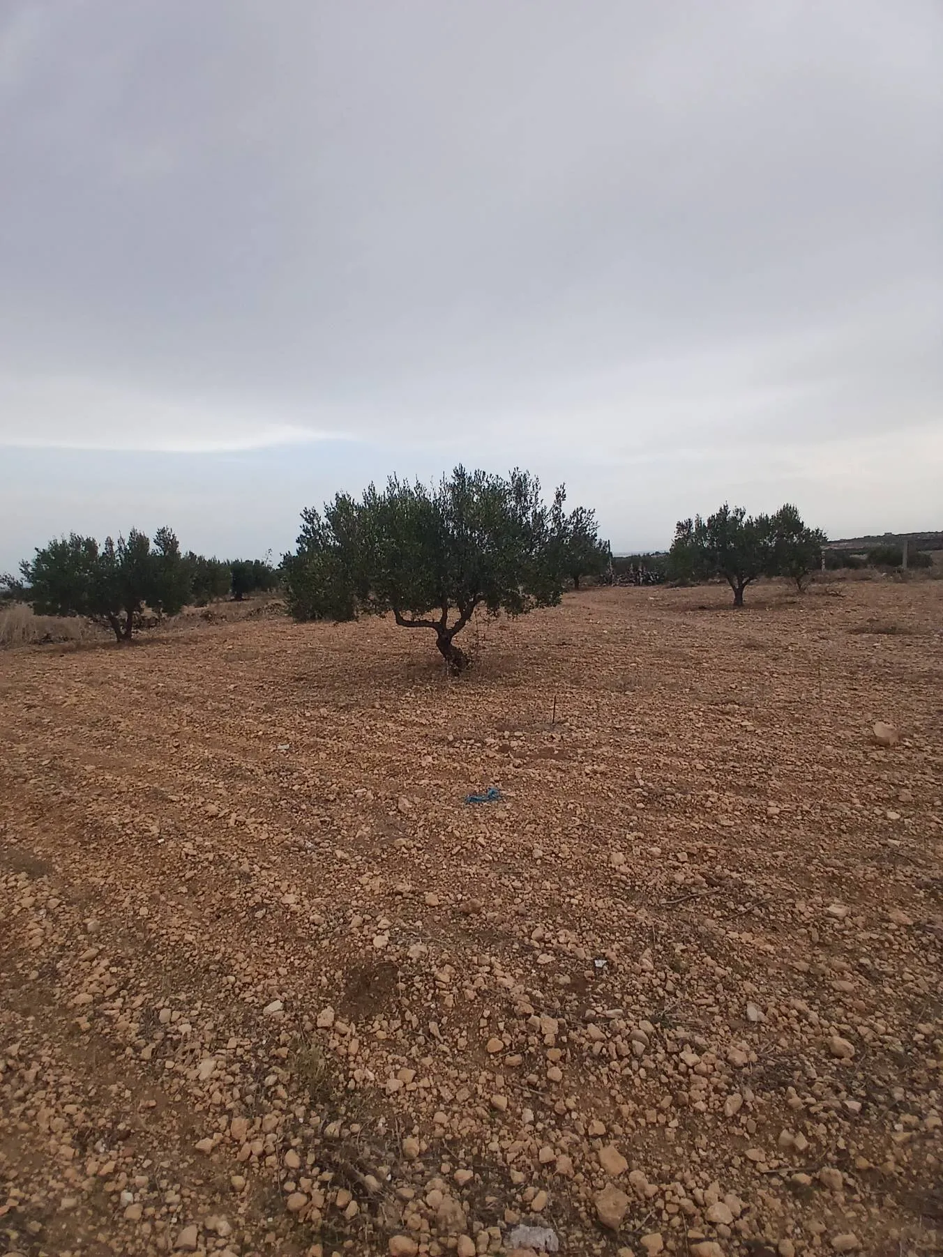 قطعة ارض للبيع 2600 متر مربع