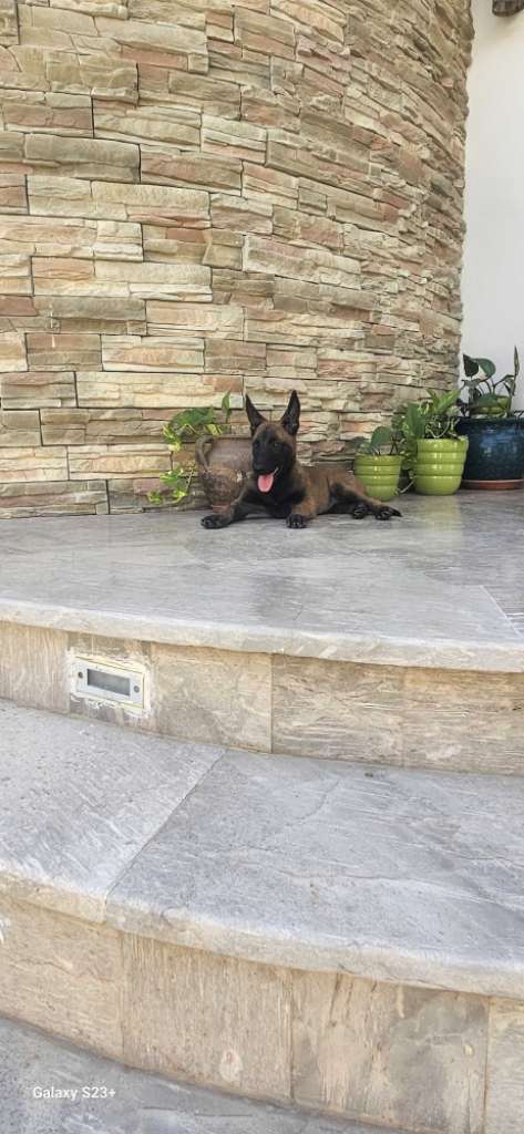 malinois femelle