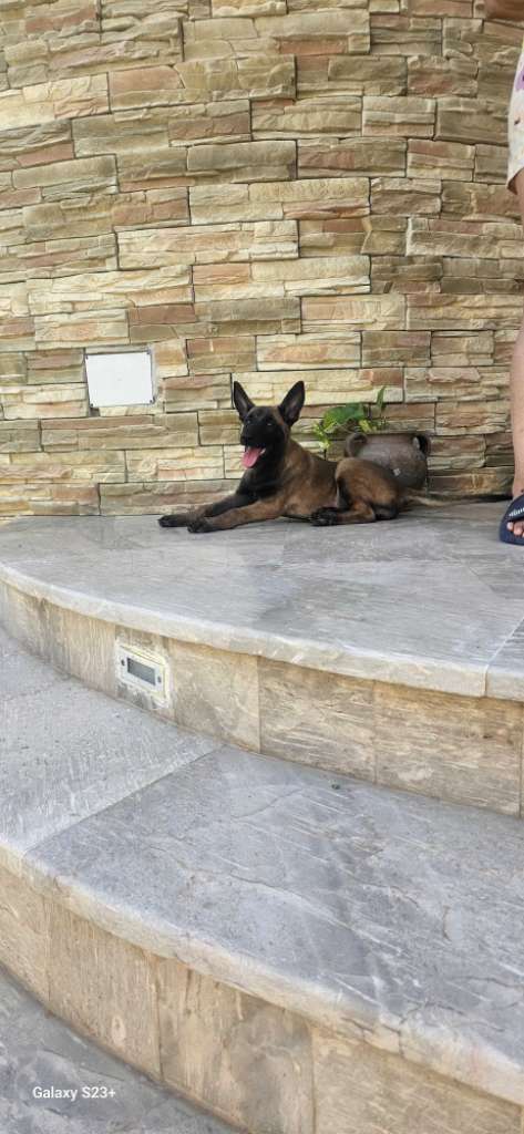 malinois femelle