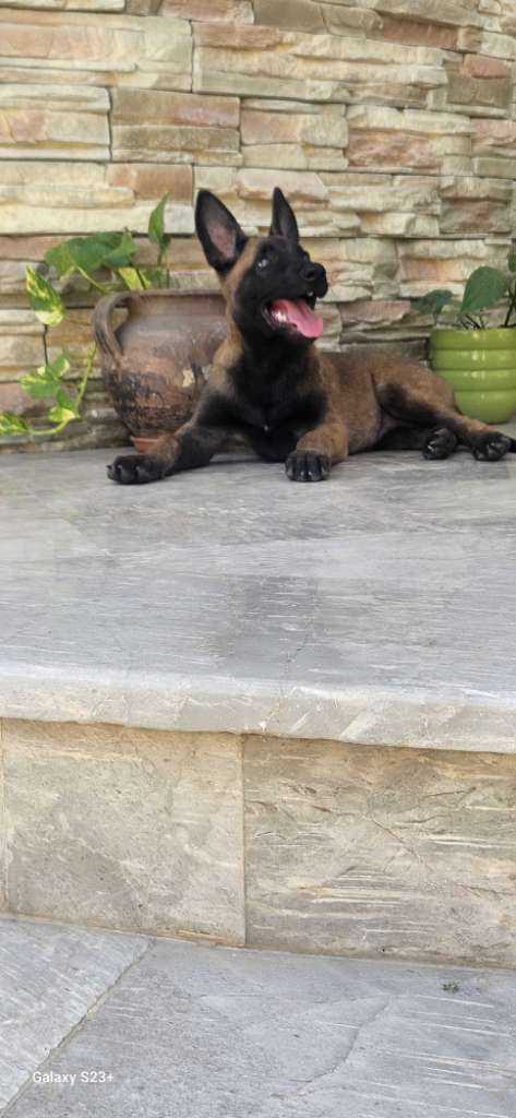 malinois femelle