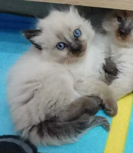 Chat himalayan 2moi 58692102