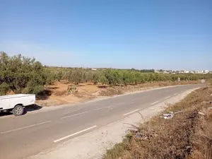 Un terrain agricole a Mesjed Aissa sur la route principale de 3 hectares et de 427 d'olivier