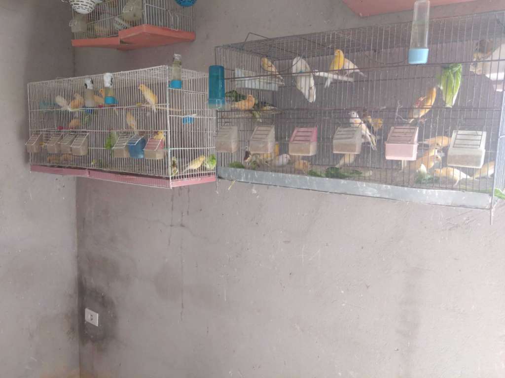 Vente des canaris baldi une seule plume 