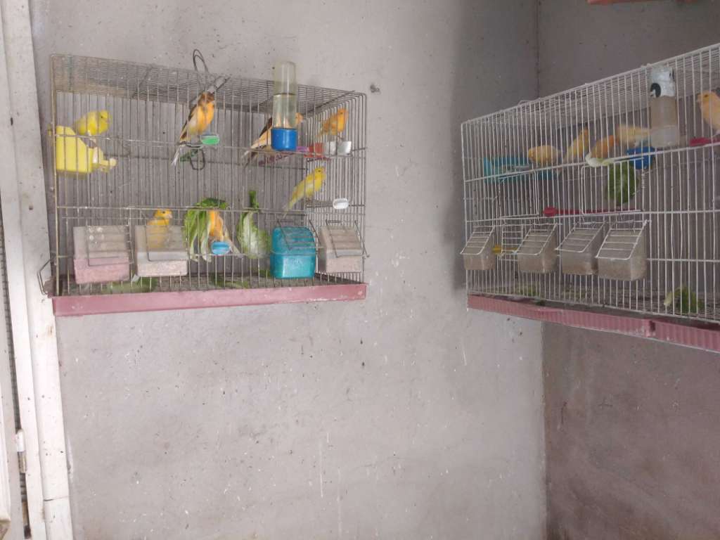 Vente des canaris baldi une seule plume 