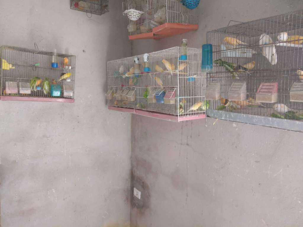 Vente des canaris baldi une seule plume 
