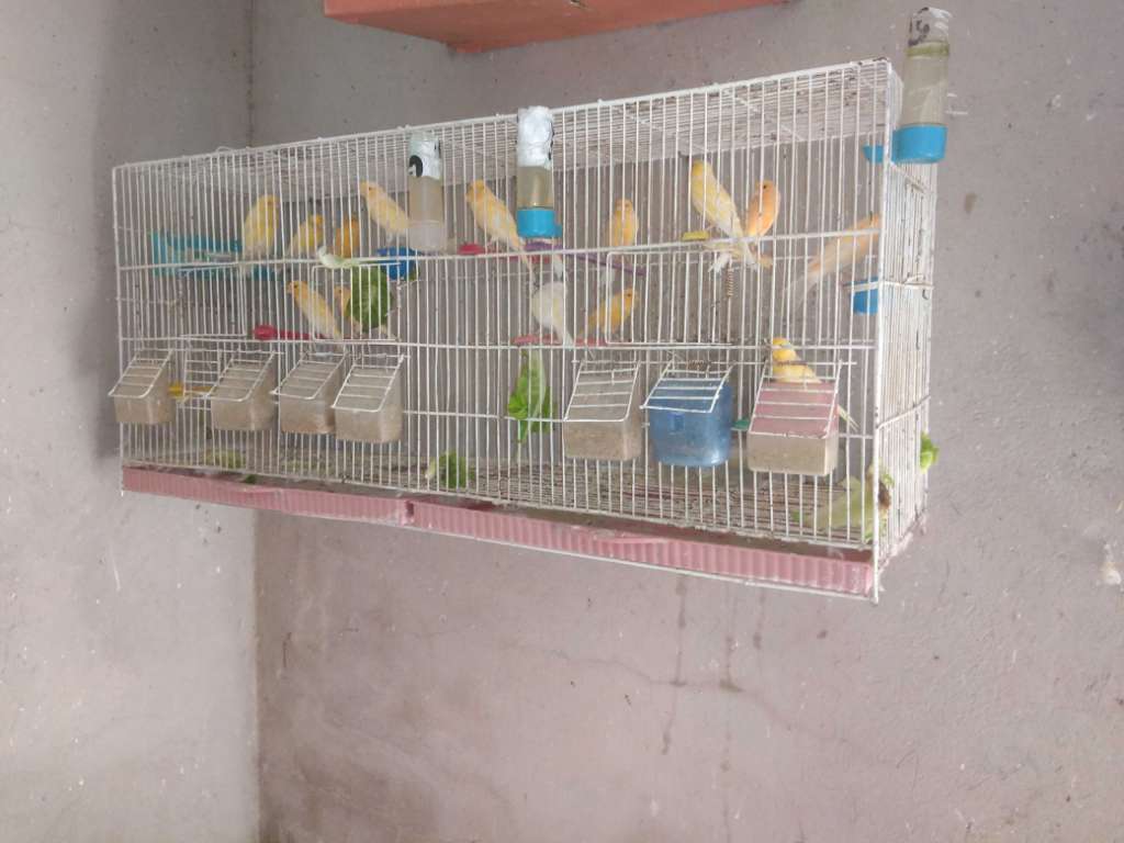 Vente des canaris baldi une seule plume 