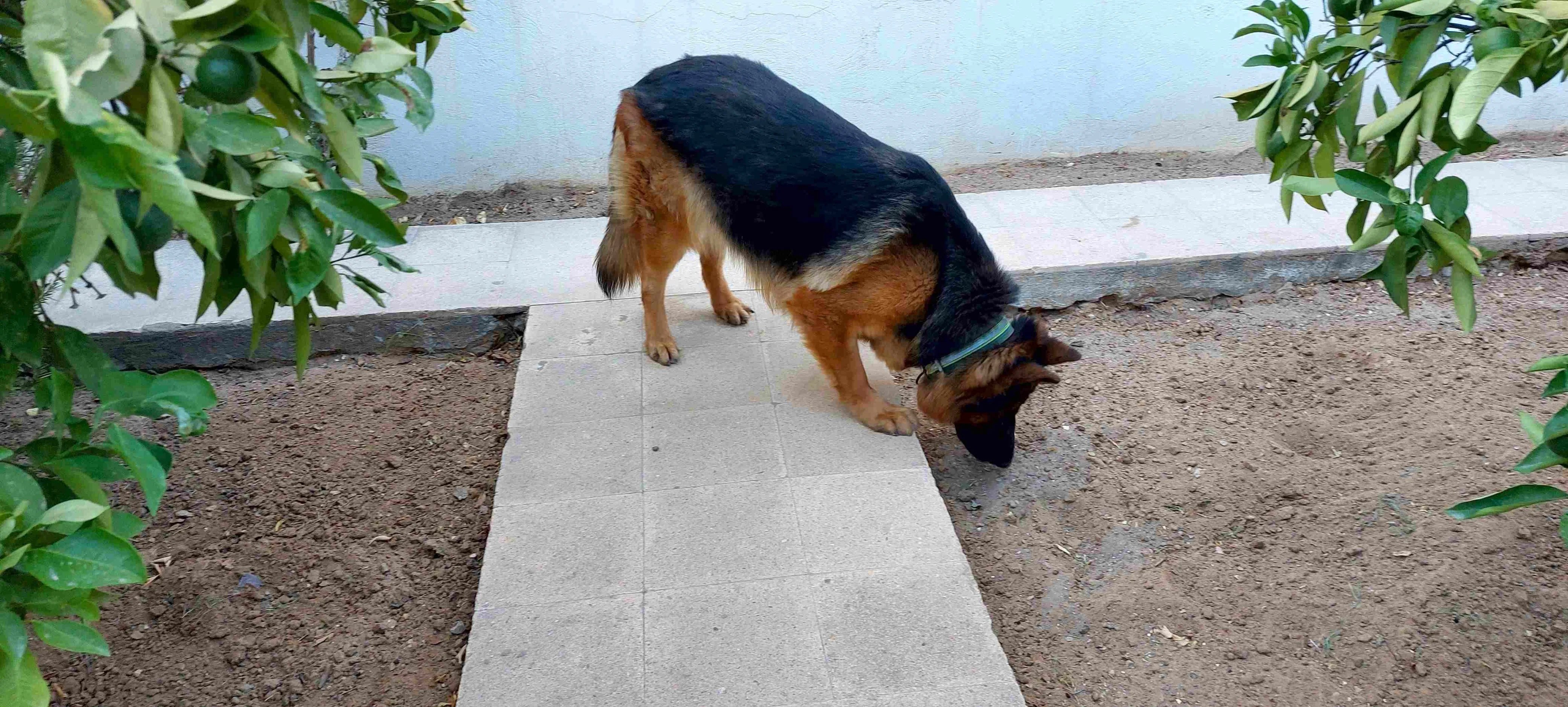 Chien Berger Allemand Pure Race.