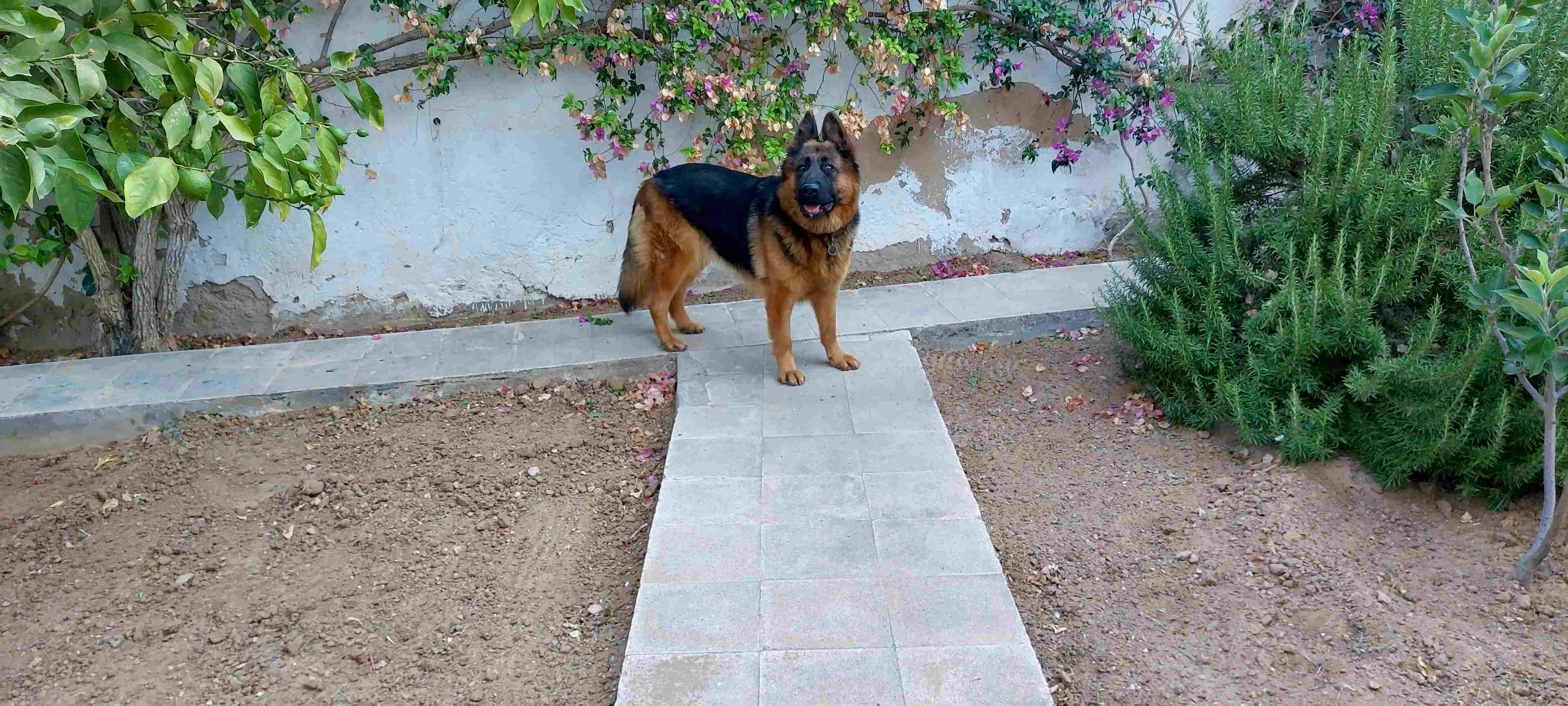 Chien Berger Allemand Pure Race.