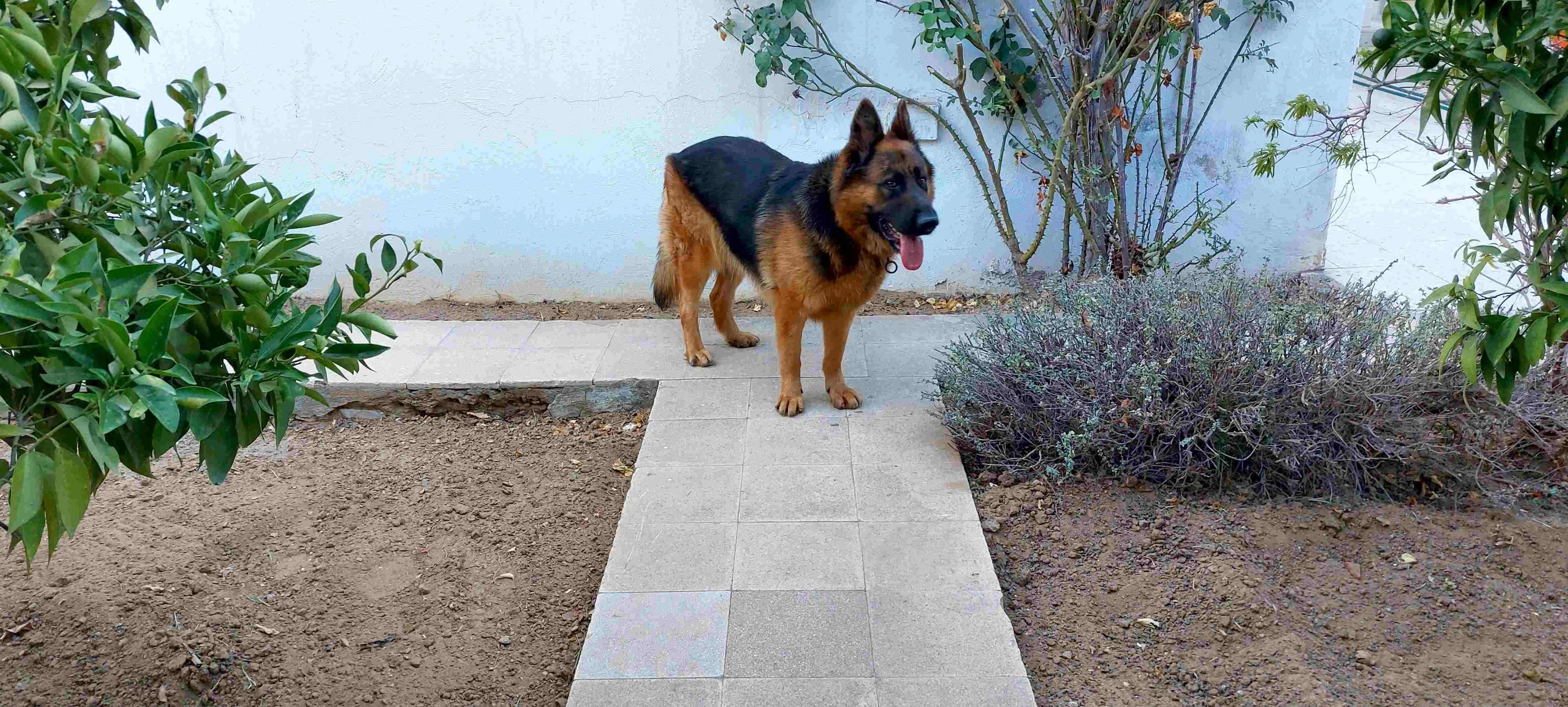Chien Berger Allemand Pure Race.