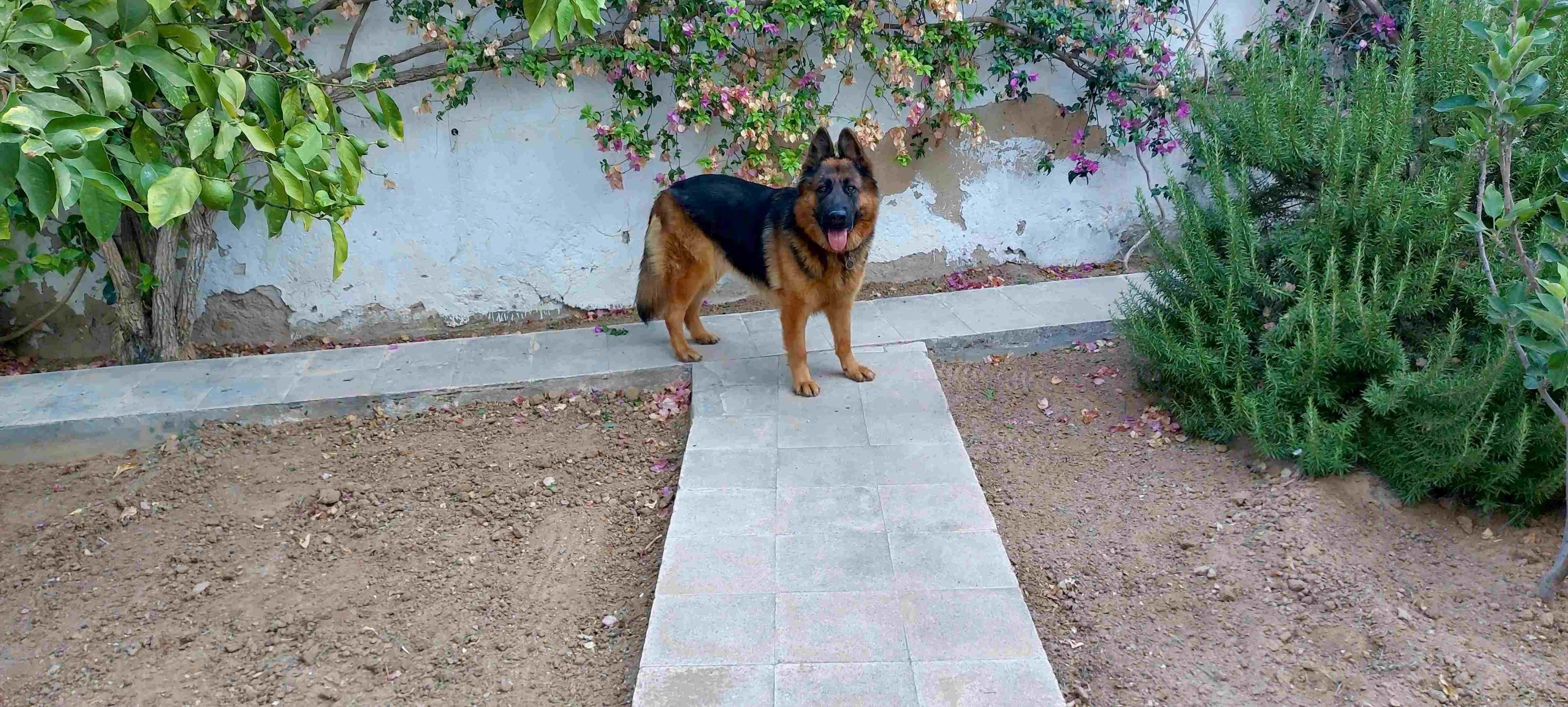 Chien Berger Allemand Pure Race.