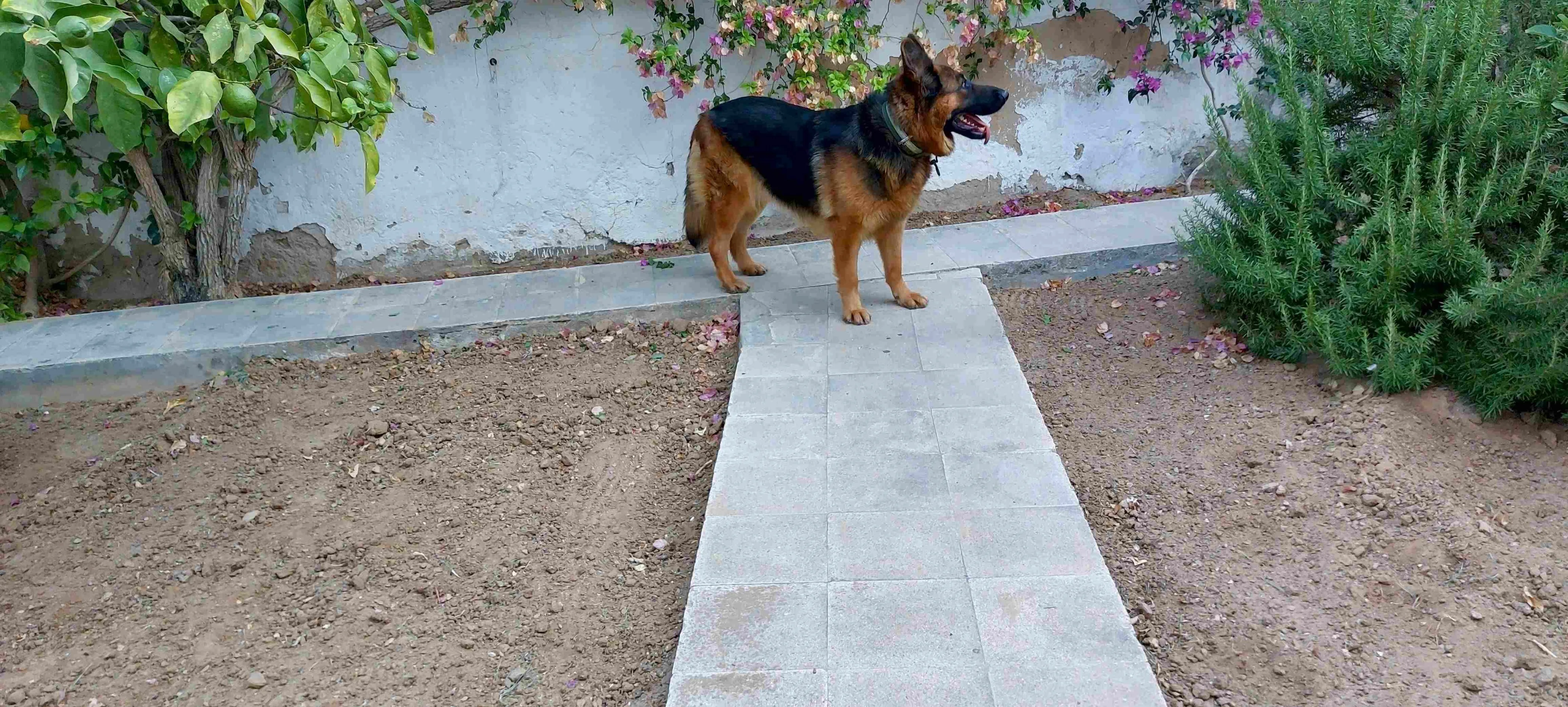 Chien Berger Allemand Pure Race.
