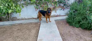 Chien Berger Allemand Pure Race. 