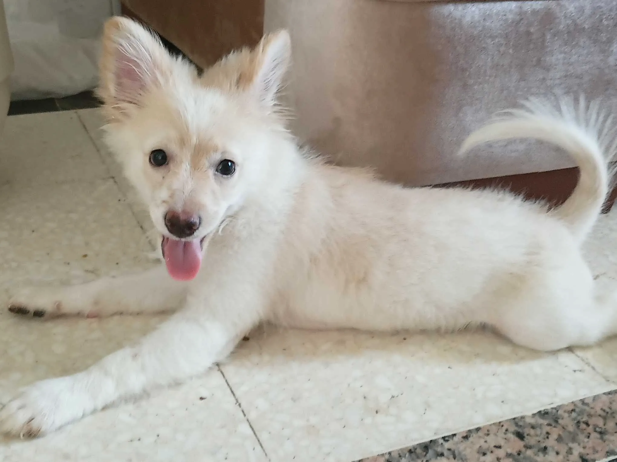 Chienne spitz joueuse et migonne