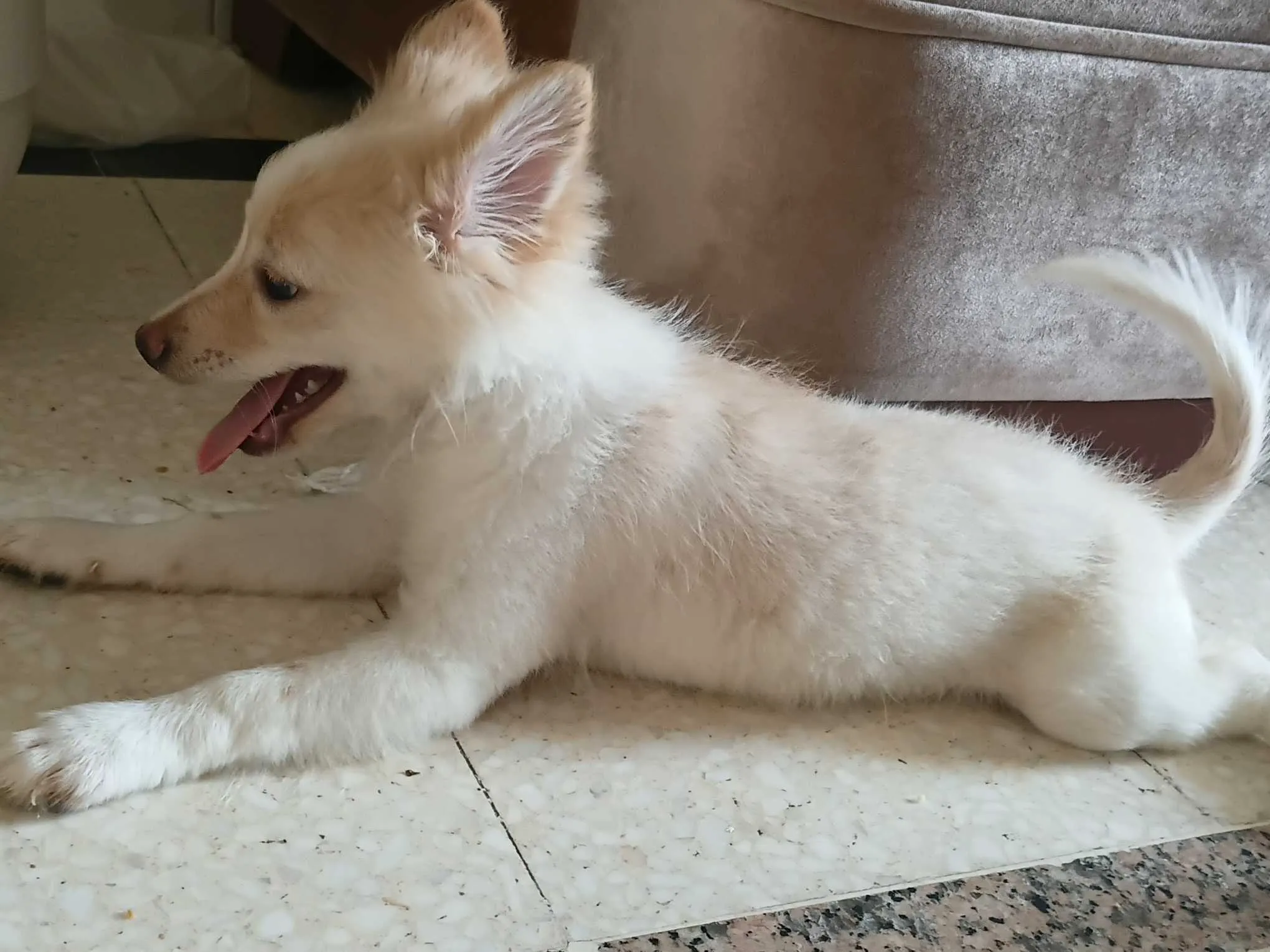 Chienne spitz joueuse et migonne