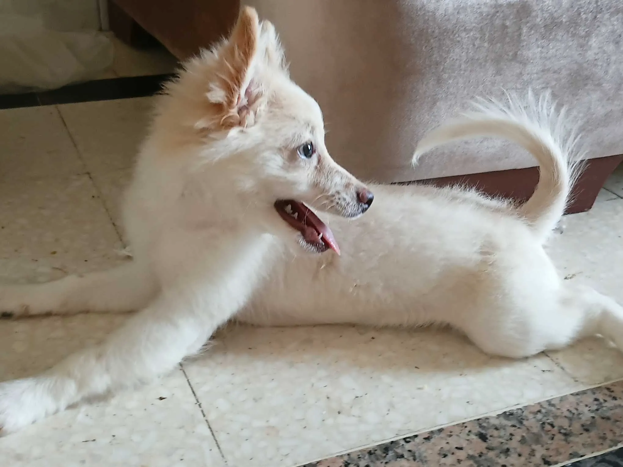 Chienne spitz joueuse et migonne