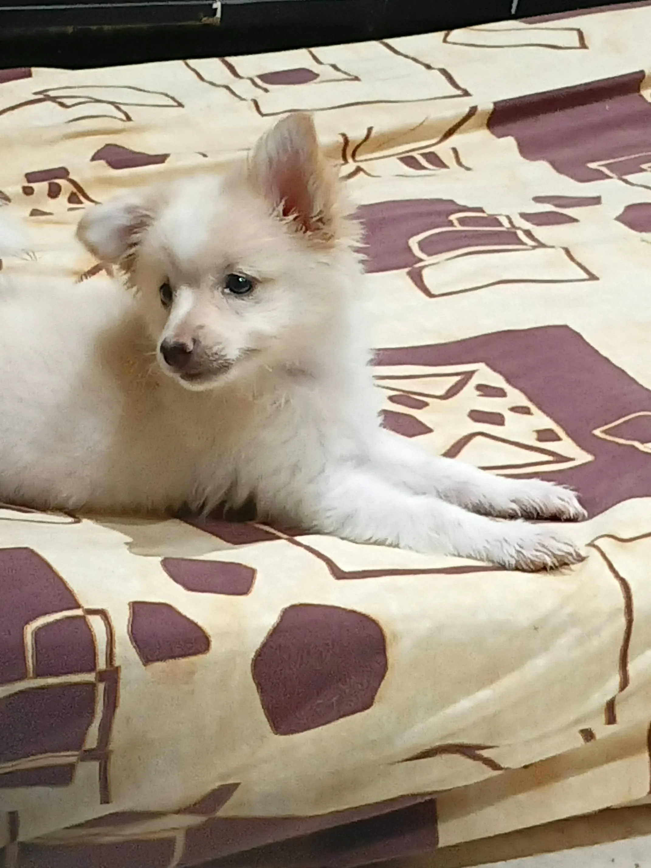 Chienne spitz joueuse et migonne