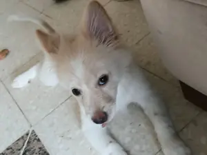Chienne spitz joueuse et migonne