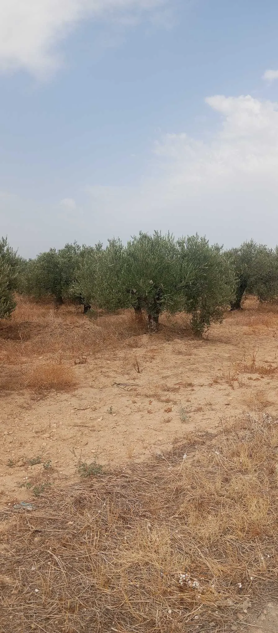 2 ha zitoun