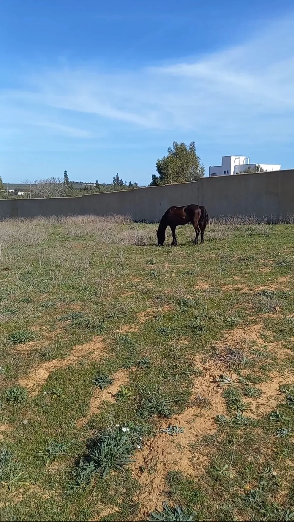 Forfait PRIX EXTRÊMEMENT NÉGOCIABLE Terrain entièrement clôturé de 8200m² à HAMMAMET