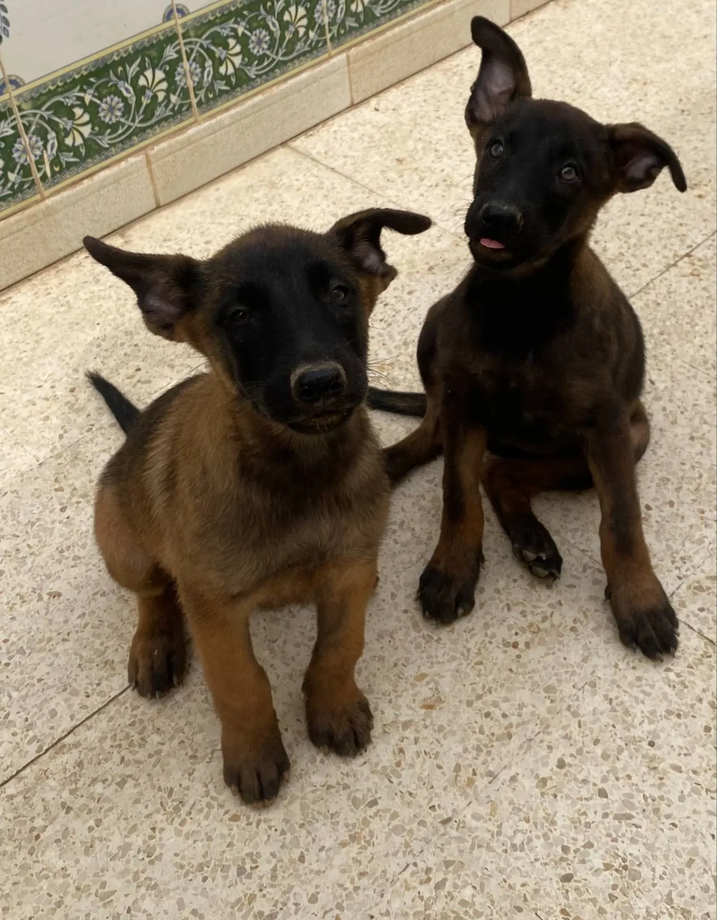 Chiots Malinois race pure