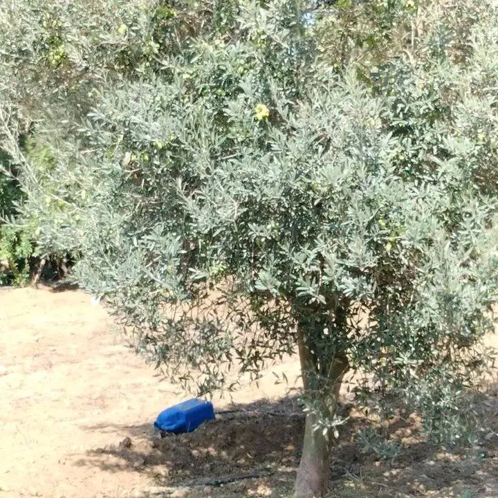 terrain contenant plusieurs arbres à vendre