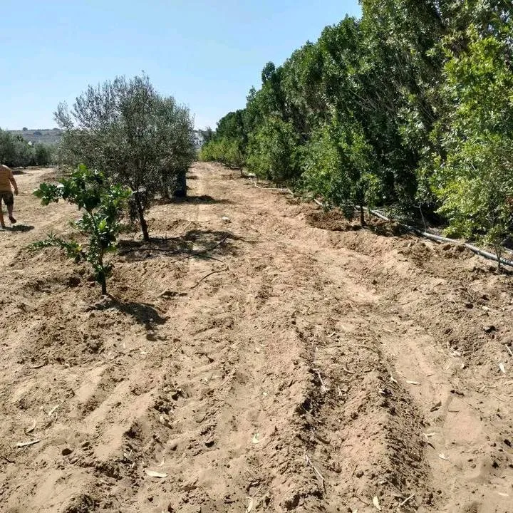 terrain contenant plusieurs arbres à vendre