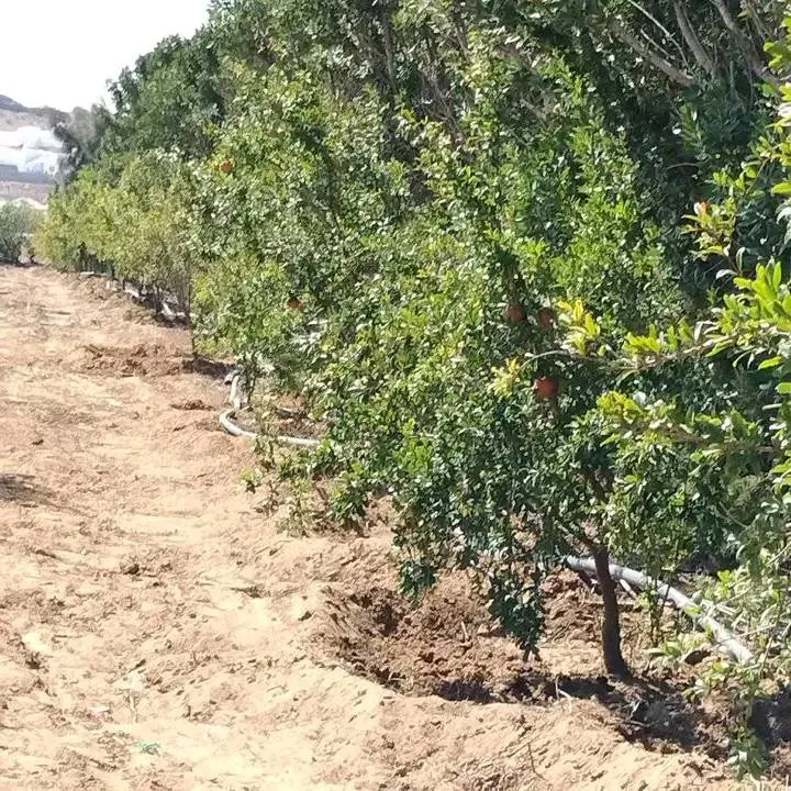 terrain contenant plusieurs arbres à vendre