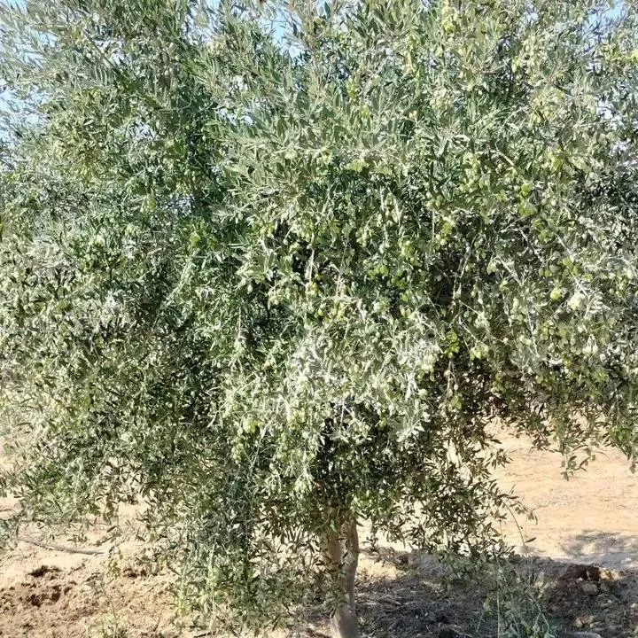 terrain contenant plusieurs arbres à vendre