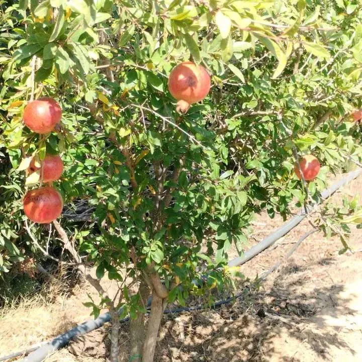 terrain contenant plusieurs arbres à vendre