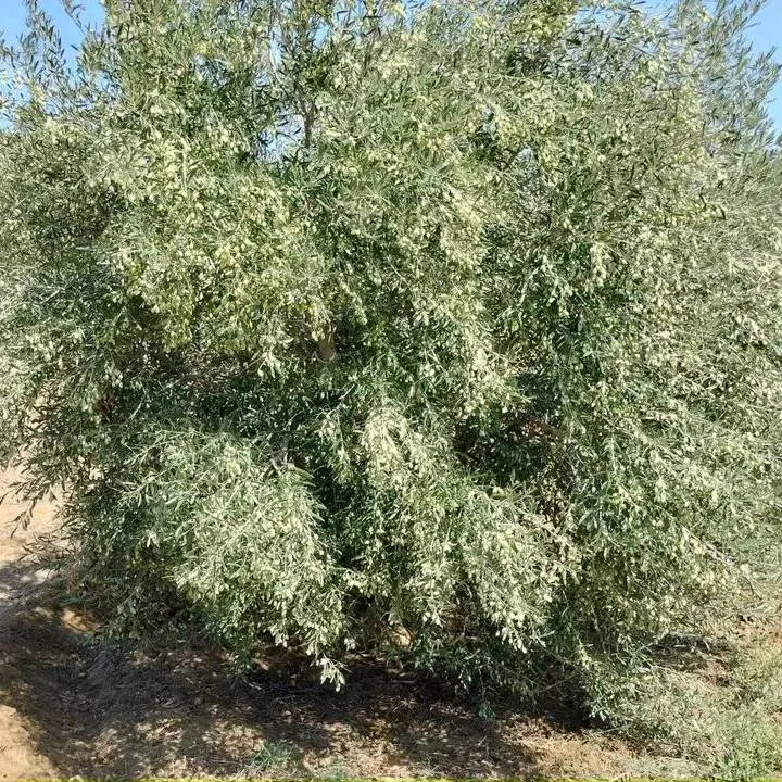 terrain contenant plusieurs arbres à vendre