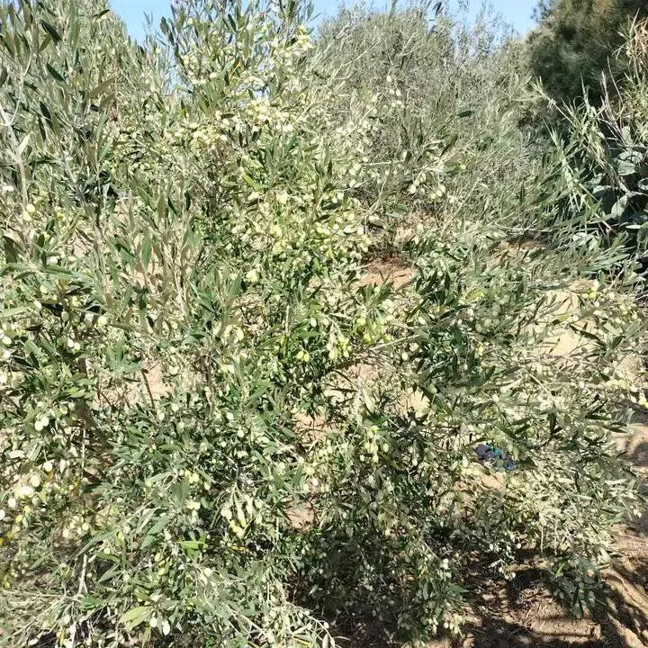 terrain contenant plusieurs arbres à vendre