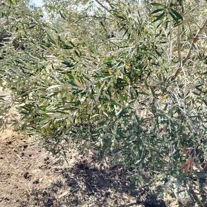 terrain contenant plusieurs arbres à vendre