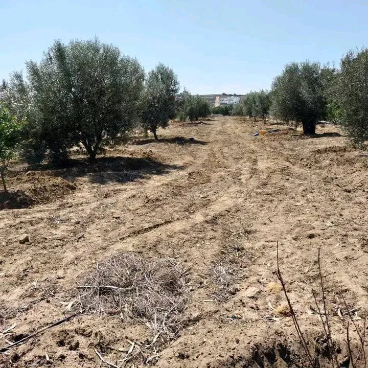 terrain contenant plusieurs arbres à vendre