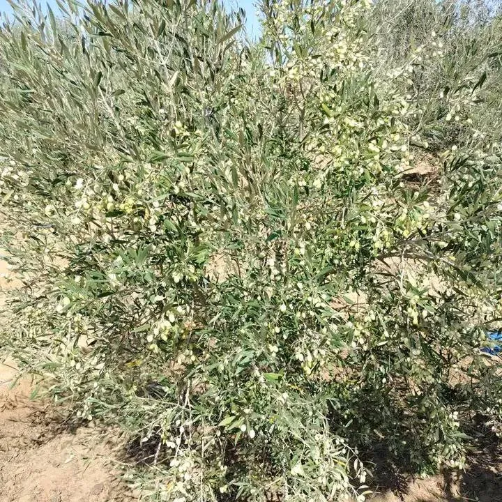 terrain contenant plusieurs arbres à vendre