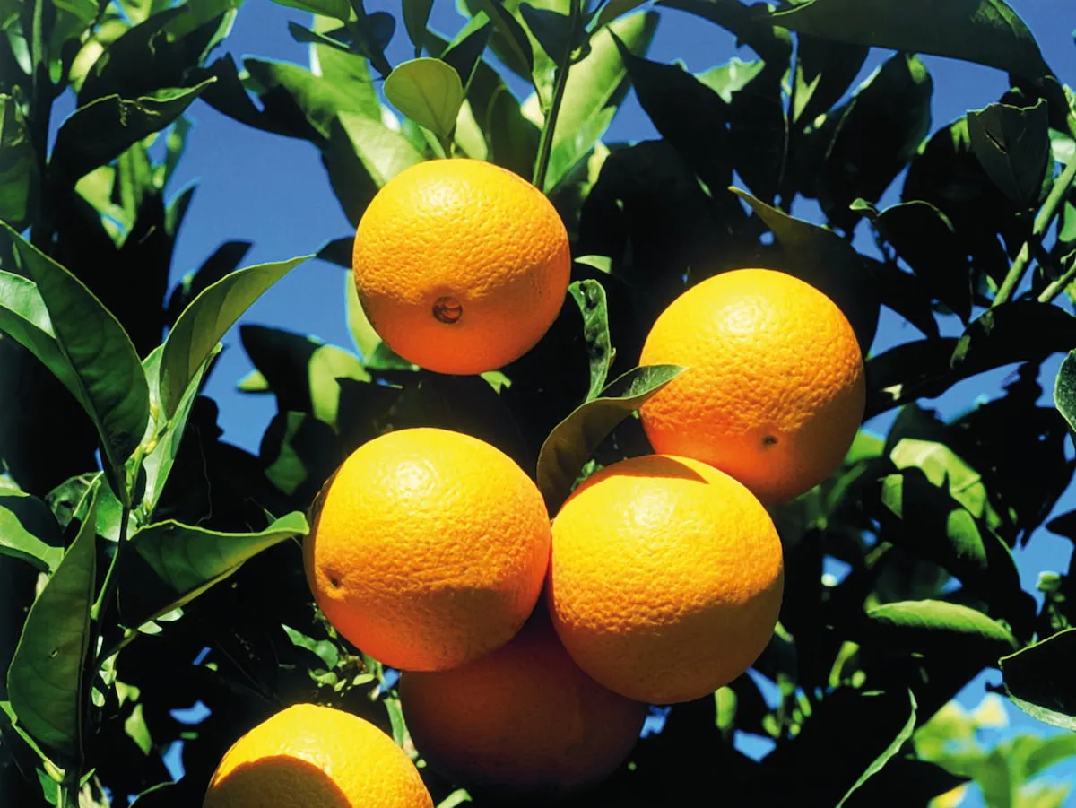 Terrain VATIKA VTN007