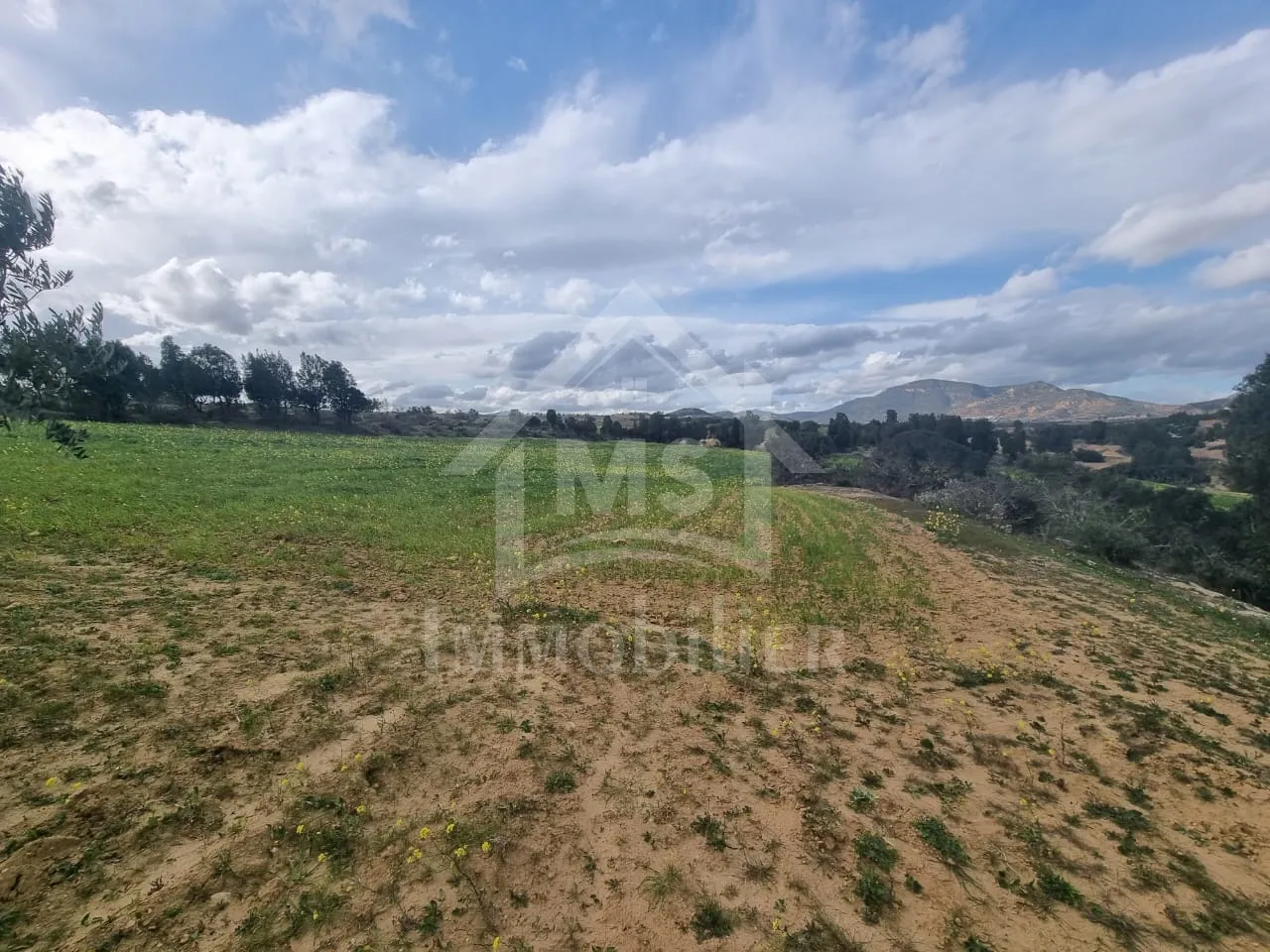 1 hectare planté d'oliviers à Hammamet sud à vendre 51355351