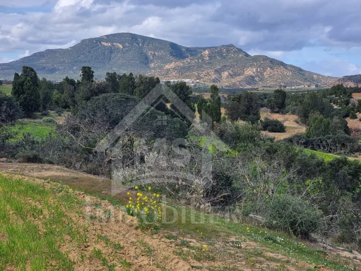 1 hectare planté d'oliviers à Hammamet sud à vendre 51355351