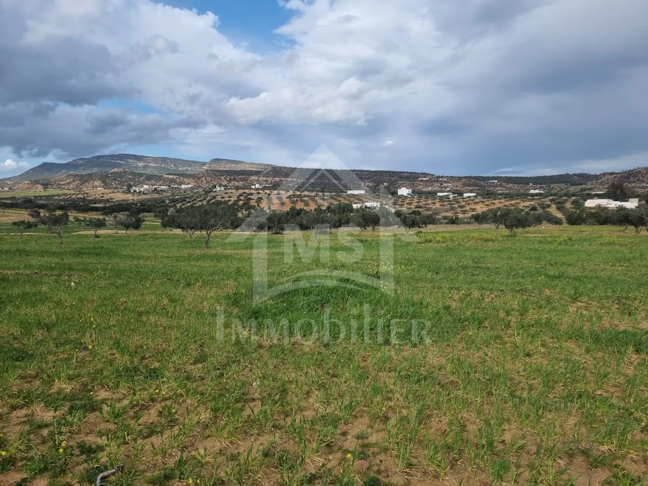 1 hectare planté d'oliviers à Hammamet sud à vendre 51355351