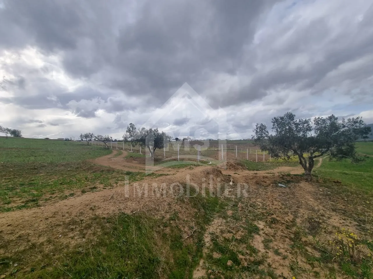 1 hectare planté d'oliviers à Hammamet sud à vendre 51355351